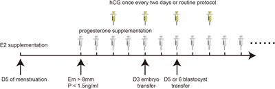 Intramuscular injection of human chorionic gonadotropin as luteal phase support in artificial cycle frozen-thawed embryo transfer does not improve clinical outcomes: a parallel, open-label randomized trial